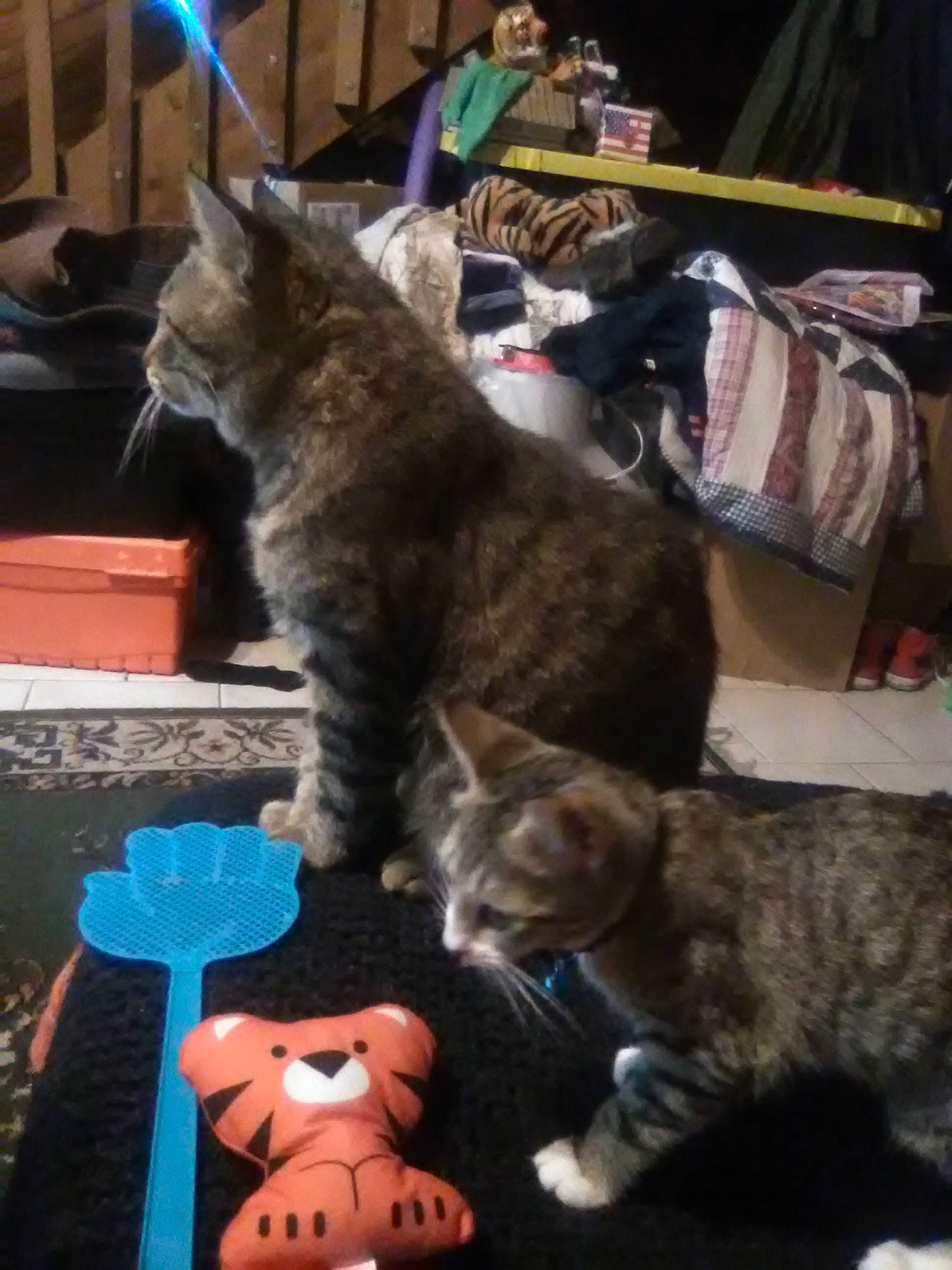 Texas Tigger The Cat joined the competition — help win amazing prizes! american_bobtail, american_shorthair, asian, california_spangled, canidae, carnivore, cat, domestic_short_haired_cat, dragon_li, european_shorthair, fawn, felidae, german_rex, kitten, kurilian_bobtail, mammal, pixie_bob, small_to_medium_sized_cats, tabby_cat, whiskers