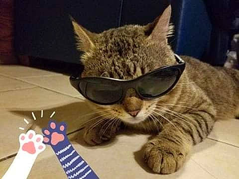 Texas Tigger The Cat