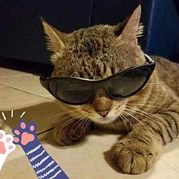 Texas Tigger The Cat