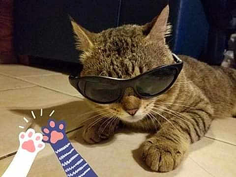 Texas Tigger The Cat