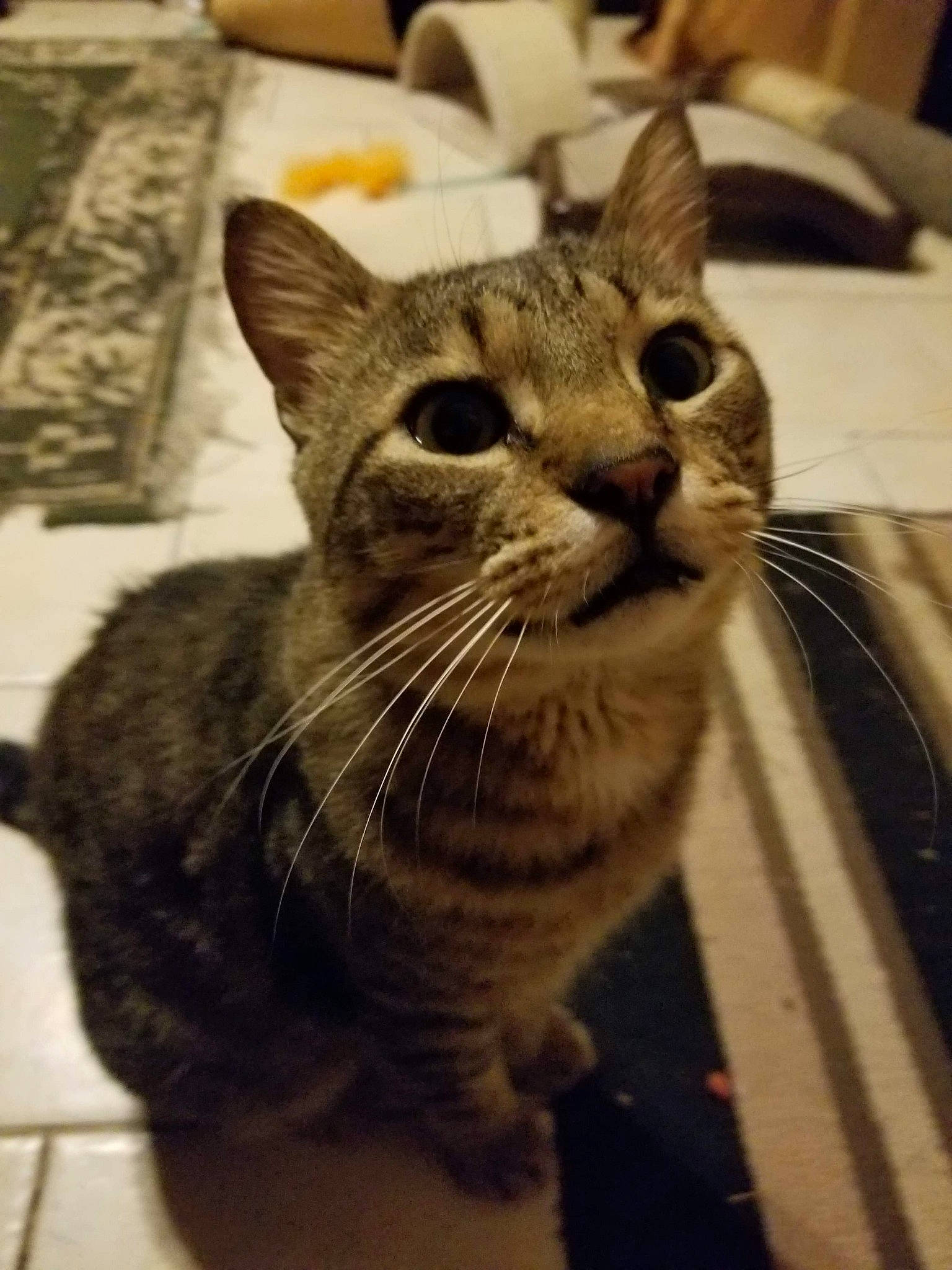 Texas Tigger The Cat is registered to the contest to win money with this photo: aegean_cat, american_shorthair, asian, california_spangled, carnivore, cat, domestic_short_haired_cat, dragon_li, egyptian_mau, european_shorthair, felidae, kitten, mammal, ojos_azules, small_to_medium_sized_cats, snout, tabby_cat, whiskers