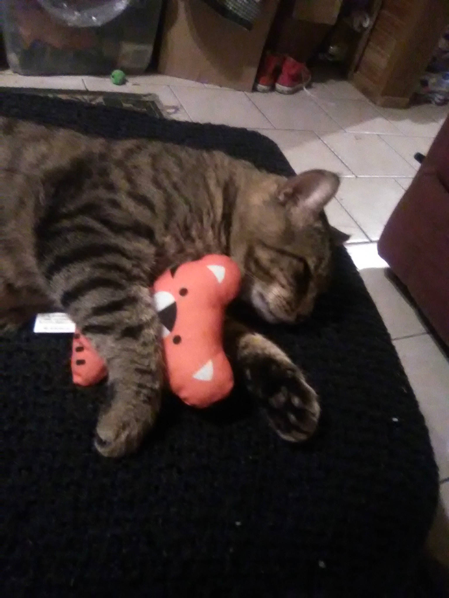 Texas Tigger The Cat is registered to the contest to win money with this photo: american_shorthair, california_spangled, carnivore, cat, domestic_short_haired_cat, dragon_li, european_shorthair, fawn, felidae, kitten, mammal, nose, pixie_bob, small_to_medium_sized_cats, snout, tabby_cat, vertebrate, whiskers