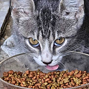 Demon is registered to the contest to win money with this photo: cat, tabby, pet_food, bowl, close_up, animal, feline, tongue, eating, dry_food, meal, whiskers, ears, eyes, fur, focus, domestic_cat, outdoor, texture, mouth