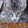 cat, tabby, pet_food, bowl, close_up, animal, feline, tongue, eating, dry_food, meal, whiskers, ears, eyes, fur, focus, domestic_cat, outdoor, texture, mouth