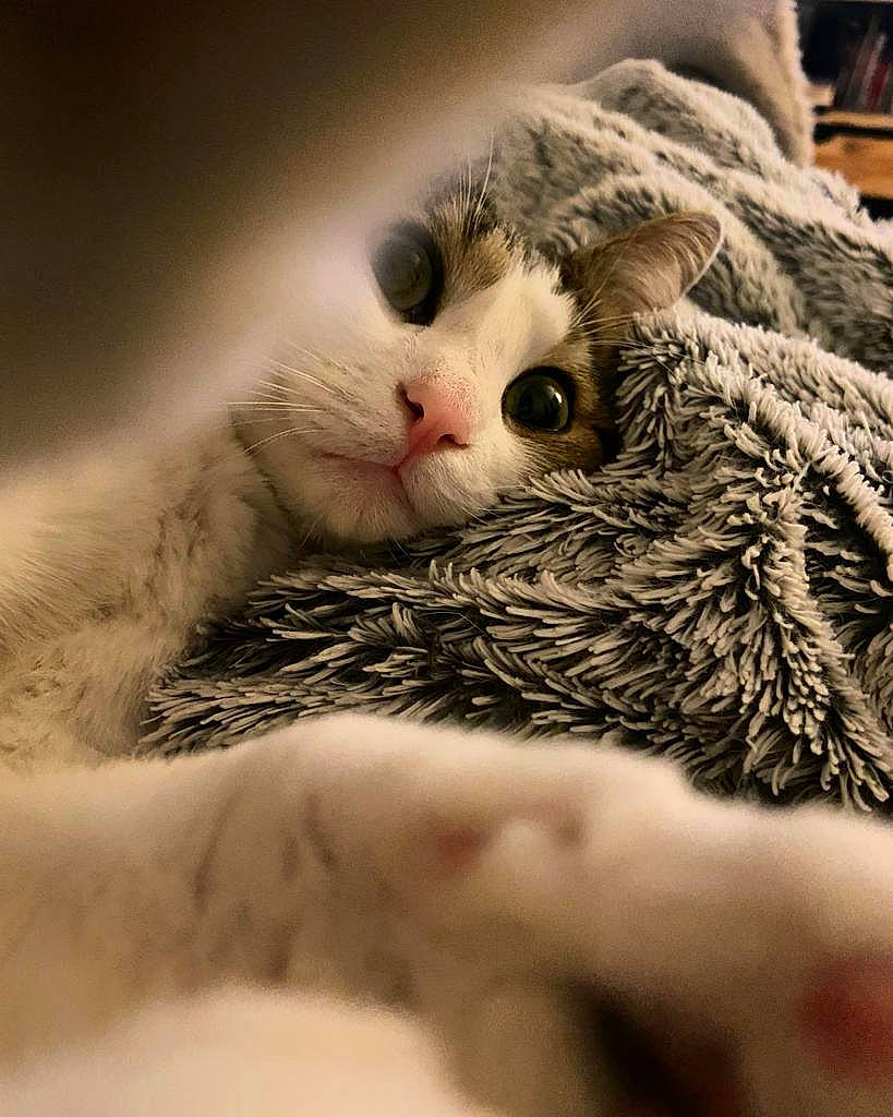 Pokee a rejoint le concours — aidez-le/la à gagner de superbes lots ! carnivore, cat, claw, close_up, domestic_short_haired_cat, fawn, felidae, fur, grass, macro_photography, paw, small_to_medium_sized_cats, snout, tail, terrestrial_animal, toy, twig, whiskers, wood, wool