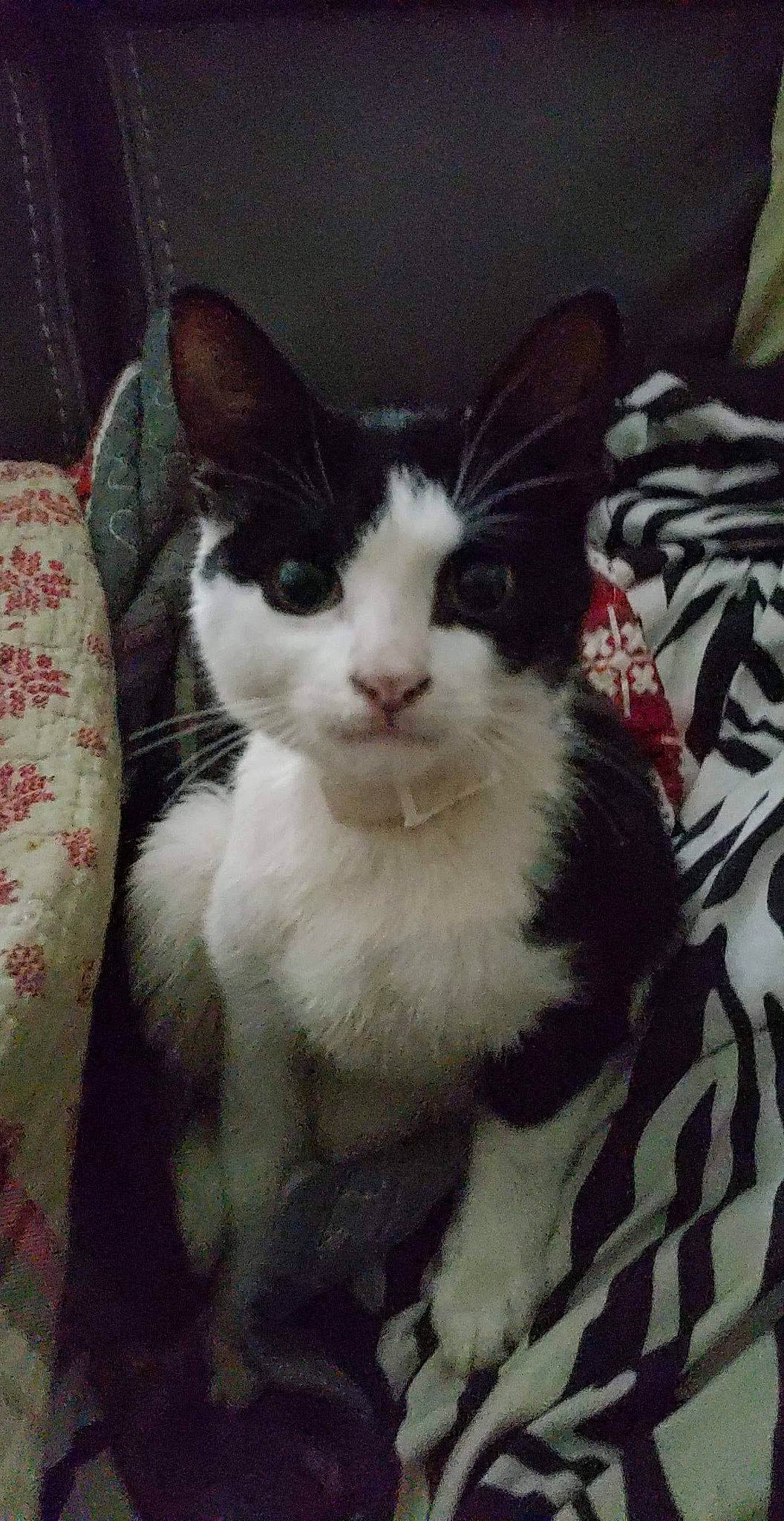 Friday joined the competition — help win amazing prizes! american_wirehair, black_and_white, carnivore, cat, domestic_short_haired_cat, felidae, german_rex, kitten, mammal, polydactyl_cat, small_to_medium_sized_cats, whiskers