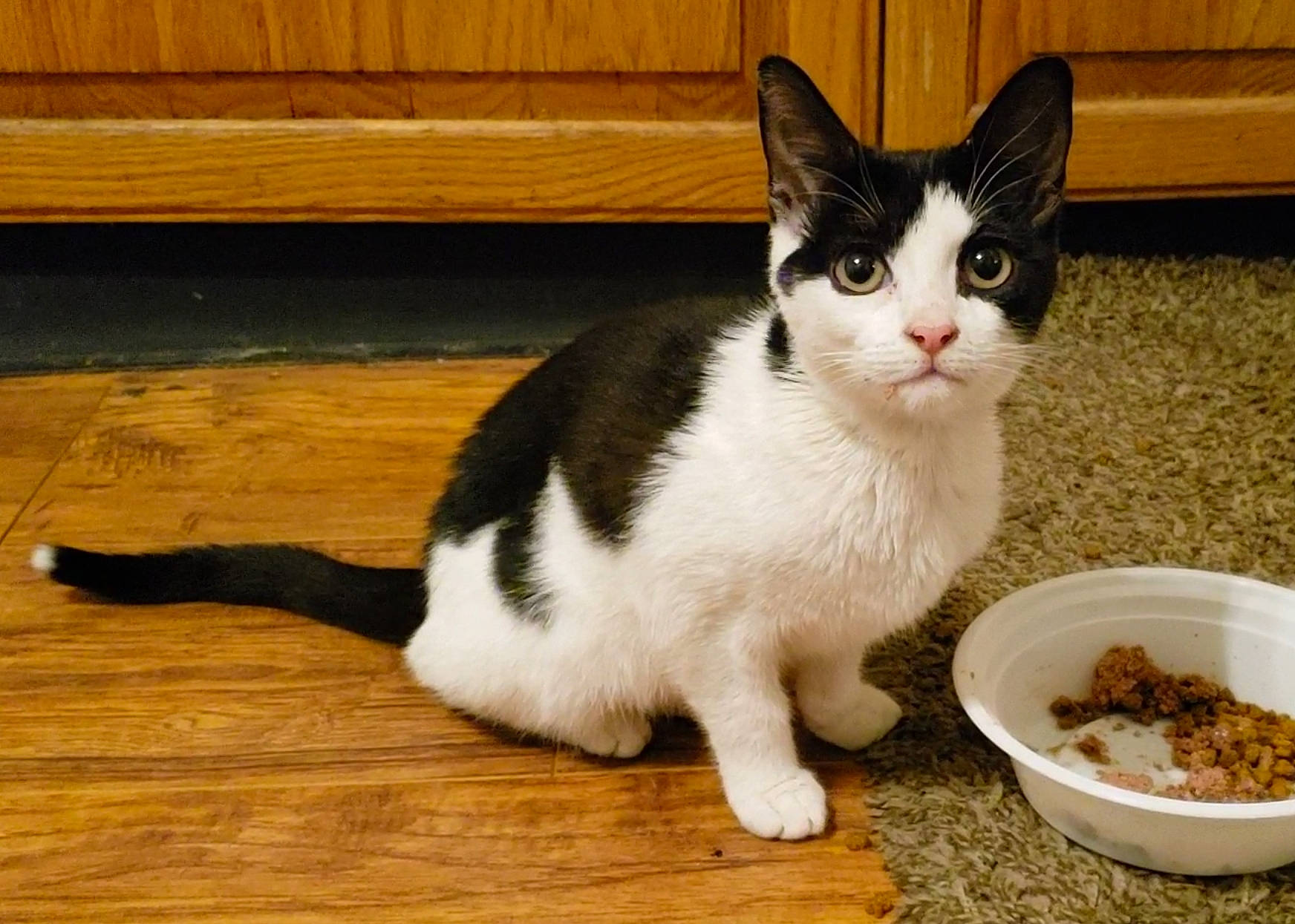 Friday is registered to the contest to win money with this photo: aegean_cat, american_wirehair, carnivore, cat, cat_supply, domestic_short_haired_cat, european_shorthair, felidae, kitten, mammal, polydactyl_cat, small_to_medium_sized_cats, whiskers