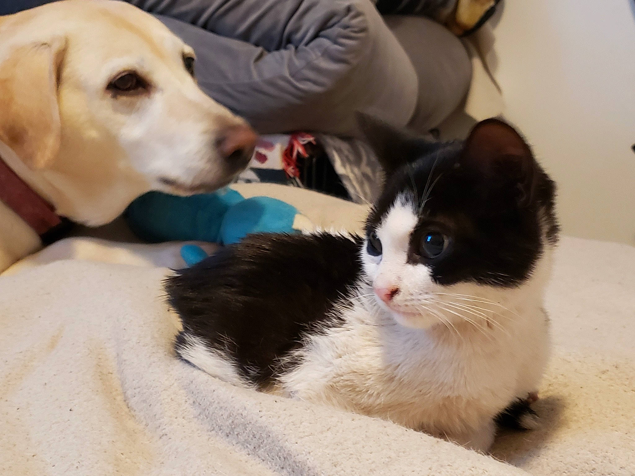 Friday joined the competition — help win amazing prizes! canidae, carnivore, cat, companion_dog, dog, dog_breed, fawn, felidae, fur, kitten, mammal, puppy, puppy_love, small_to_medium_sized_cats, snout, sporting_group, vertebrate, whiskers