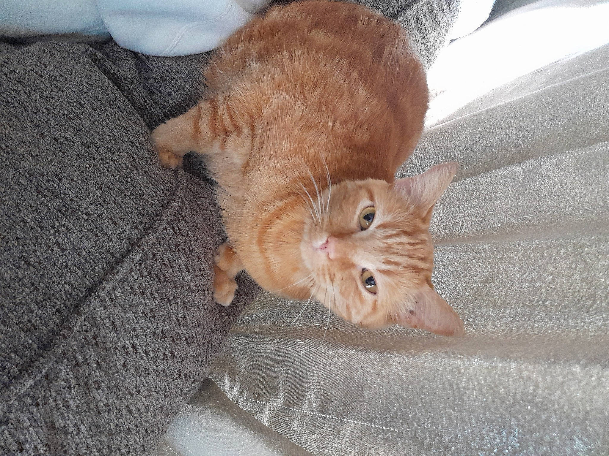 Hobbs joined the competition — help win amazing prizes! carnivore, cat, claw, comfort, domestic_short_haired_cat, eye, fawn, felidae, foot, fur, nap, paw, small_to_medium_sized_cats, snout, tail, terrestrial_animal, whiskers, wood