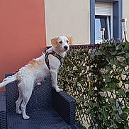 Rio participe au concours pour gagner de l'argent avec cette photo : dog, balcony, chair, table, soda_can, leafy_screen, window, building_wall, outdoor, pet, curious, furniture, canine, sunlight, daylight, shades, glass_table, decor, leaves, urban