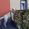 dog, balcony, chair, table, soda_can, leafy_screen, window, building_wall, outdoor, pet, curious, furniture, canine, sunlight, daylight, shades, glass_table, decor, leaves, urban