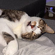 Luna a rejoint le concours — aidez-le/la à gagner de superbes lots ! blanket, cat, closeup, couch, cozy, cute, domestic_animal, feline, fur, indoor, paw, pet, relaxed, resting, sleeping, soft_texture, tabby, tongue_out, whiskers, white