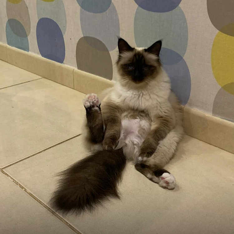 Twixie participe au concours pour gagner de l'argent avec cette photo : animal, cat, cute, domestic, feline, floor, fluffy, fur, indoor, mammal, pattern, paw, pet, relaxed, resting, sitting, tail, tile, wall, whiskers