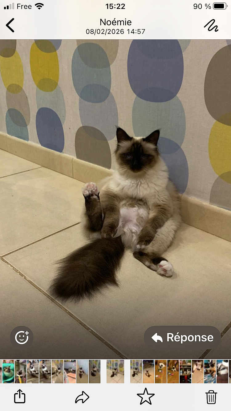 Twixie participe au concours pour gagner de l'argent avec cette photo : cat, fluffy, sitting, indoor, floor, tile, tail, paw, wall, pattern, relaxed, animal, pet, feline, cute, fur, domestic, mammal, resting, whiskers