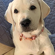 Zoey is registered to the contest to win money with this photo: accessories, animal, blanket, canine, collar, cushion, dog, goldenretriever, homedecor, hound, labradorretriever, pet, puppy, snout, whitedog