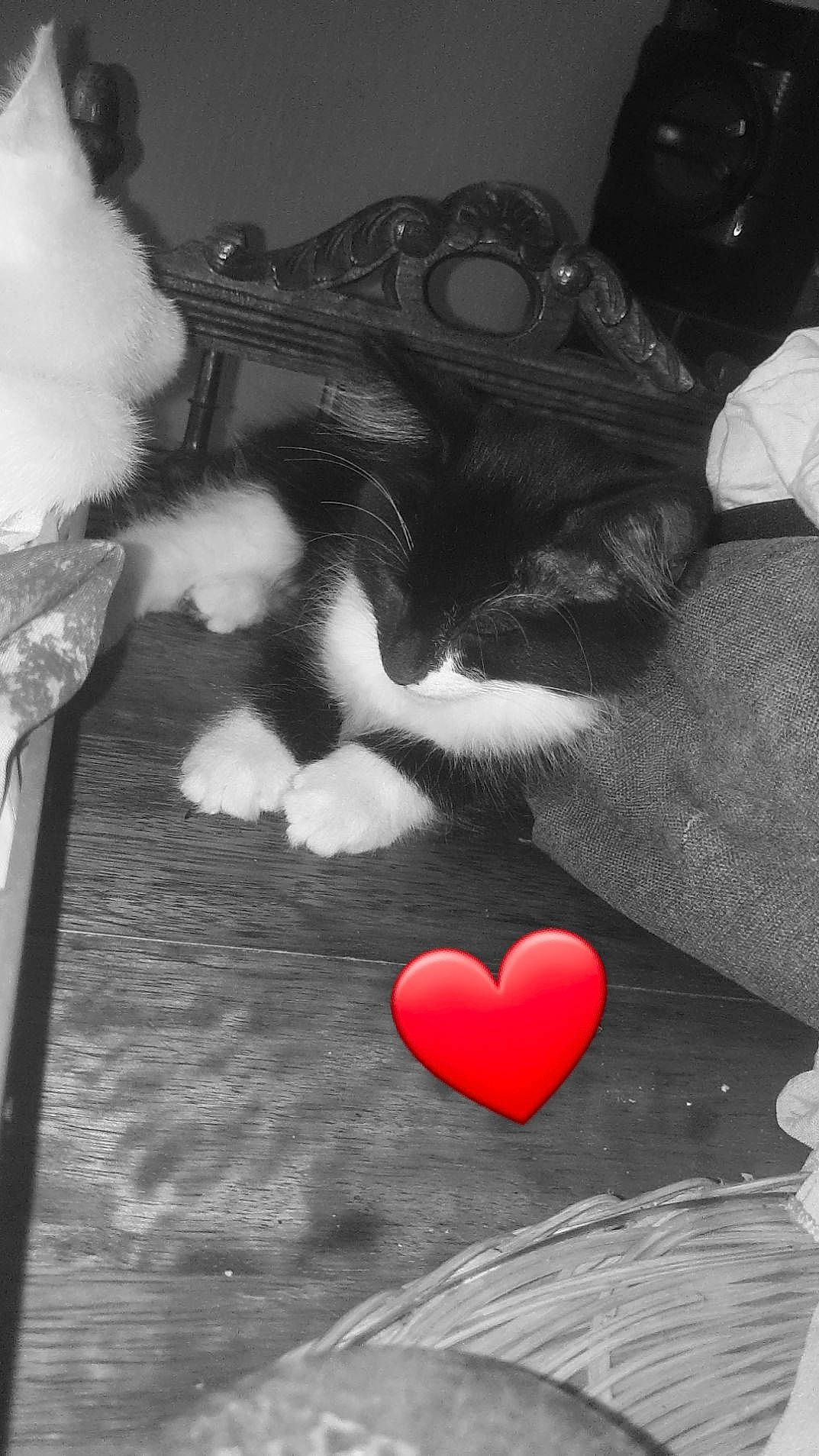 Pétou a rejoint le concours — aidez-le/la à gagner de superbes lots ! darkness, finger, flooring, folk_instrument, guitar, happy, human_body, lip, monochrome, monochrome_photography, mouth, musical_instrument, petal, snout, string_instrument, style, tail, textile, tints_and_shades, white