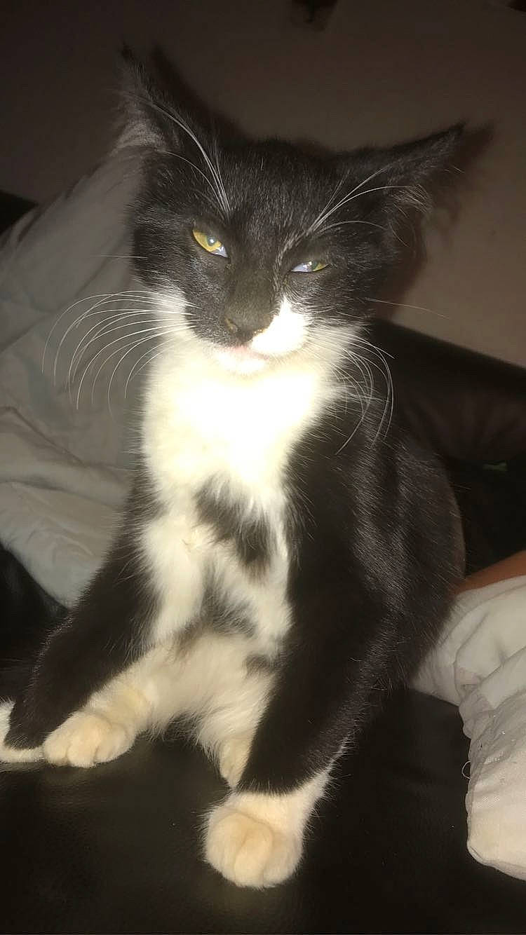 Pétou participe au concours pour gagner de l'argent avec cette photo : black_cat, box, carnivore, cat, claw, comfort, domestic_short_haired_cat, felidae, formal_wear, fur, monochrome_photography, paw, small_to_medium_sized_cats, snout, tail, whiskers