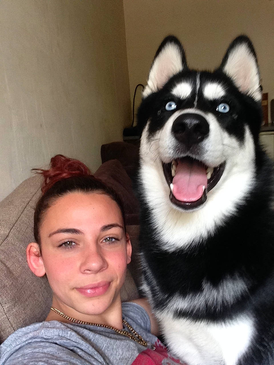 Blacky a rejoint le concours — aidez-le/la à gagner de superbes lots ! canidae, canis, carnivore, clothing, companion_dog, dog, dog_breed, eye, foot, fur, happy, jaw, siberian_husky, sled_dog, smile, snout, sporting_group, whiskers, working_animal, working_dog