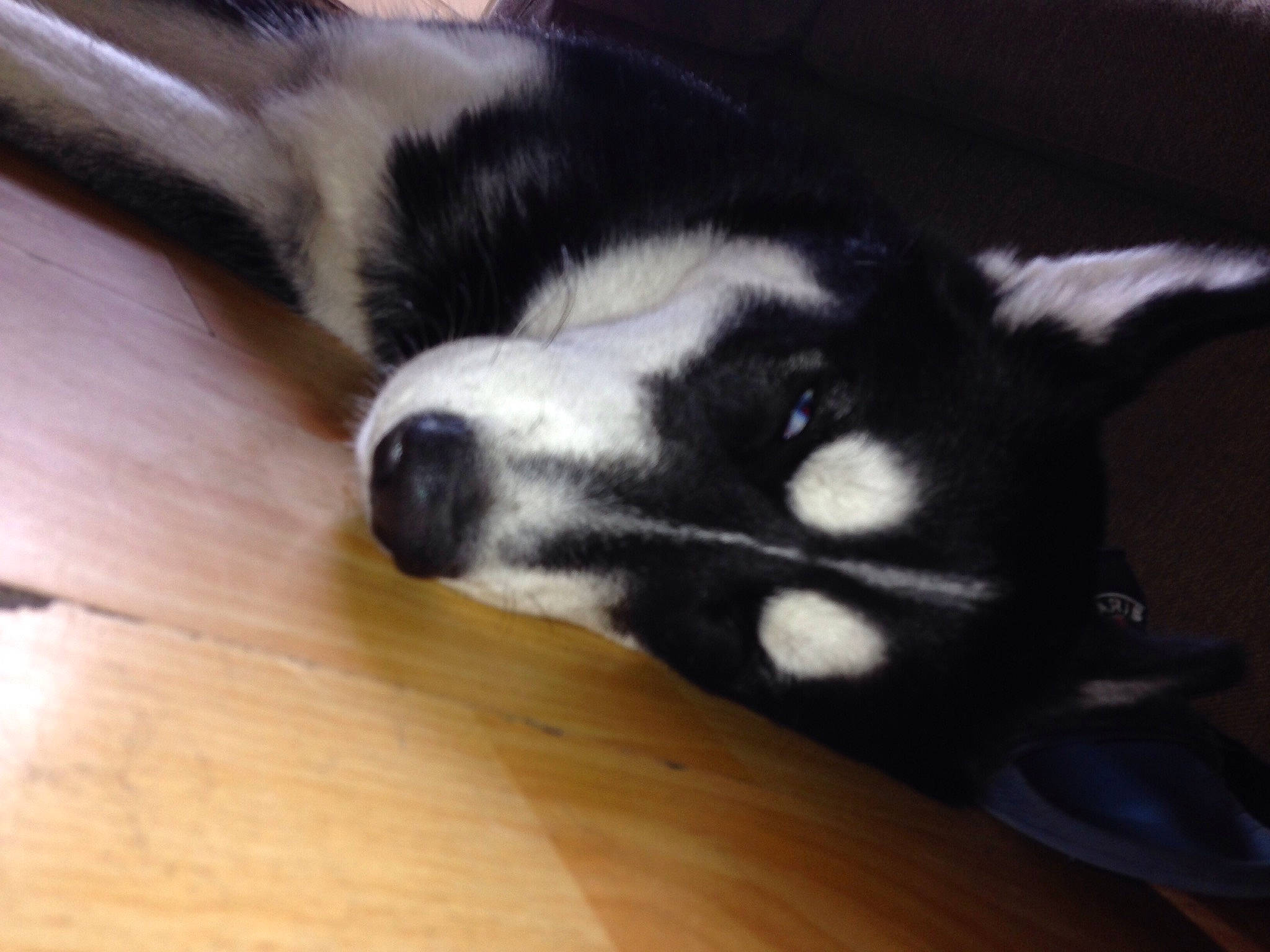 Blacky participe au concours pour gagner de l'argent avec cette photo : canidae, carnivore, claw, companion_dog, dog, dog_breed, flooring, fur, hardwood, paw, plank, snout, sporting_group, tail, terrestrial_animal, varnish, whiskers, wood, wood_stain, working_animal