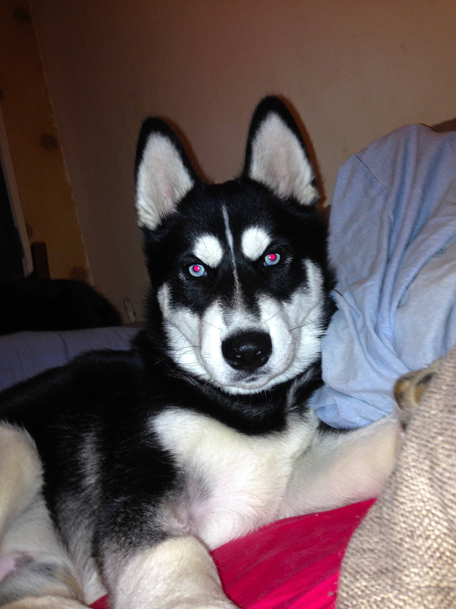 Blacky participe au concours pour gagner de l'argent avec cette photo : canidae, carnivore, comfort, companion_dog, dog, dog_breed, fawn, fur, non_sporting_group, sled_dog, snout, terrestrial_animal, whiskers, working_animal, working_dog