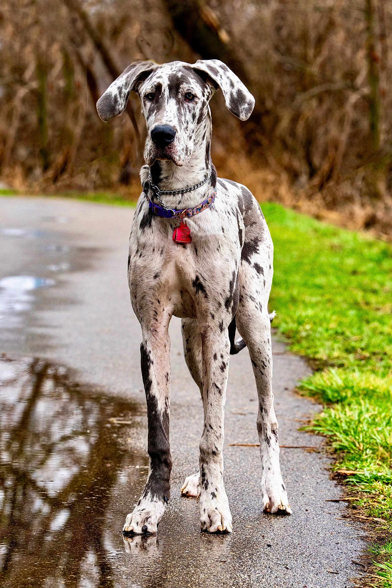 Stella