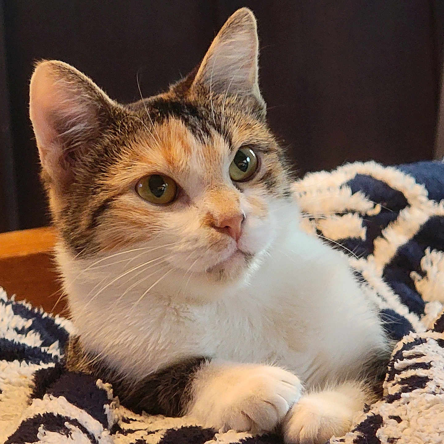 Daisy is registered to the contest to win money with this photo: animal, blanket, calico, cat, closeup, comfortable, cozy, curious, cute, ears, feline, fur, indoor, paws, pet, portrait, relaxed, resting, soft, whiskers