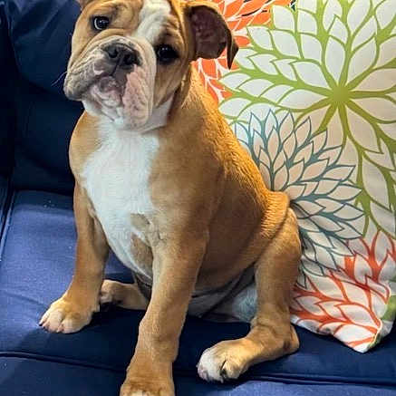 Bella