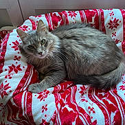 Titou participe au concours pour gagner de l'argent avec cette photo : animal, blanket, cat, cozy, feline, fluffy, fur, gray_cat, green_eyes, indoor, looking, patterned_blanket, pet, red, reindeer_pattern, resting, snowflake_pattern, soft, white, window