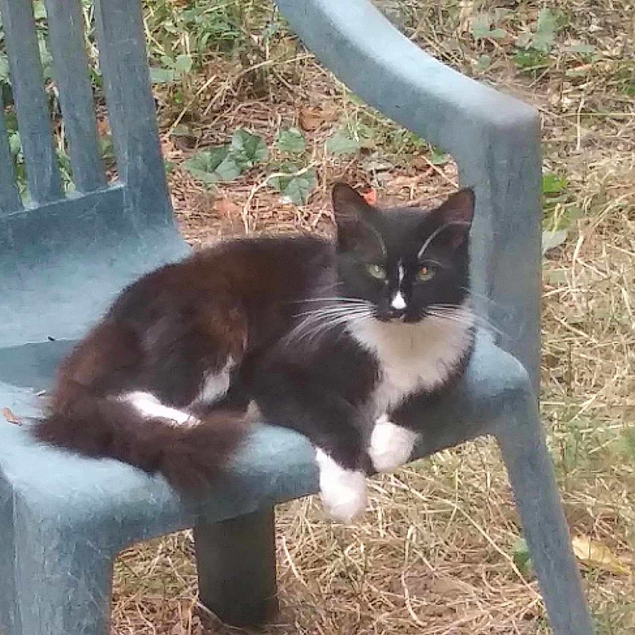 Ragugoo joined the competition — help win amazing prizes! abyssinian, angora, animal, armchair, backyard, blackcat, cat, chair, furniture, grass, herbal, herbs, kitten, manx, nature, outdoors, pet, plant, pottedplant, yard