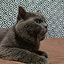 Blu joined the competition — help win amazing prizes! cat, gray_cat, feline, pet, animal, whiskers, fur, paw, bed, resting, indoor, close_up, profile_view, curious, domestic_cat, background_pattern, geometric_pattern, texture, muzzle, ears
