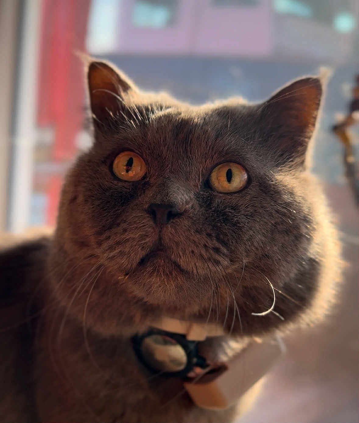 Blu joined the competition — help win amazing prizes! cat, gray_cat, close_up, feline, pet, whiskers, amber_eyes, fur, indoor, collar, domestic_animal, curious, portrait, animal_face, cute, fluffy, soft_light, window_light, domestic_cat, animal
