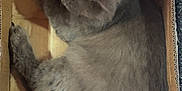 Blu is registered to the contest to win money with this photo: cat, gray, fluffy, cardboard_box, sleeping, pet, feline, cozy, indoor, bubble_wrap, fur, animal, resting, cute, small, snug, box, relaxed, domestic, top_view