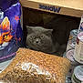 Blu joined the competition — help win amazing prizes! cat, gray_cat, cardboard_box, cat_food, dry_food, canned_food, pet_supplies, indoor, floor, stack, package, bag, can, pet, animal, feline, food_storage, container, curious, looking