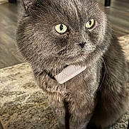 Blu joined the competition — help win amazing prizes! cat, gray_cat, fur, indoor, pet, animal, sitting, curious, close_up, floor, rug, whiskers, ears, eyes, collar, feline, domestic_cat, quiet, calm, portrait
