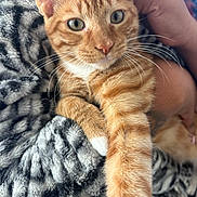 Butter is registered to the contest to win money with this photo: cat, ginger_cat, tabby, pet, animal, feline, whiskers, paw, blanket, hand, cozy, fur, closeup, cute, domestic_animal, resting, indoor, soft_texture, comfort, curious