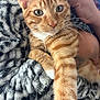 cat, ginger_cat, tabby, pet, animal, feline, whiskers, paw, blanket, hand, cozy, fur, closeup, cute, domestic_animal, resting, indoor, soft_texture, comfort, curious