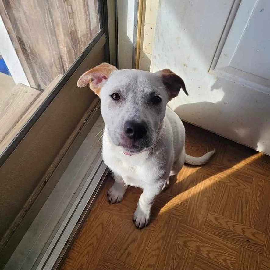 Bella joined the competition — help win amazing prizes! adorable, animal, brown_ears, companion, curious, cute, dog, domestic, floor, glass_door, indoor, looking_up, pet, puppy, shadow, sitting, sunlight, white_coat, wooden_floor, young_dog