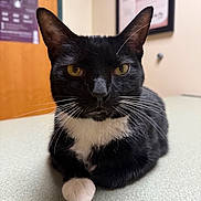 Tuxedo joined the competition — help win amazing prizes! animal, black_and_white, cat, close_up, countertop, door, ears, framed_picture, fur, indoor, paw, pet, portrait, poster, table, tuxedo_cat, veterinary_clinic, whiskers, white_paw, yellow_eyes