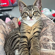 Maverick is registered to the contest to win money with this photo: bed, blanket, blurred_background, cat, close_up, cozy, cute, ears, feline, golden_eyes, human_face, indoor, kitten, paws, pet, portrait, striped_fur, tabby, television, whiskers