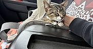 Maverick is registered to the contest to win money with this photo: car_interior, carrier, cat, center_console, cozy, hand, human_hand, kitten, pattern, paws, pet, relaxed, road_trip, seat_cover, seatbelt, side_mirror, sleeping, tabby, whiskers, window