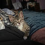 kitten, cat, tabby_cat, pet, bed, blanket, cozy, indoor, portrait, paw, whiskers, ears, bedding, sleepy, domestic, furniture, bedroom, soft_texture, relaxed, close_up