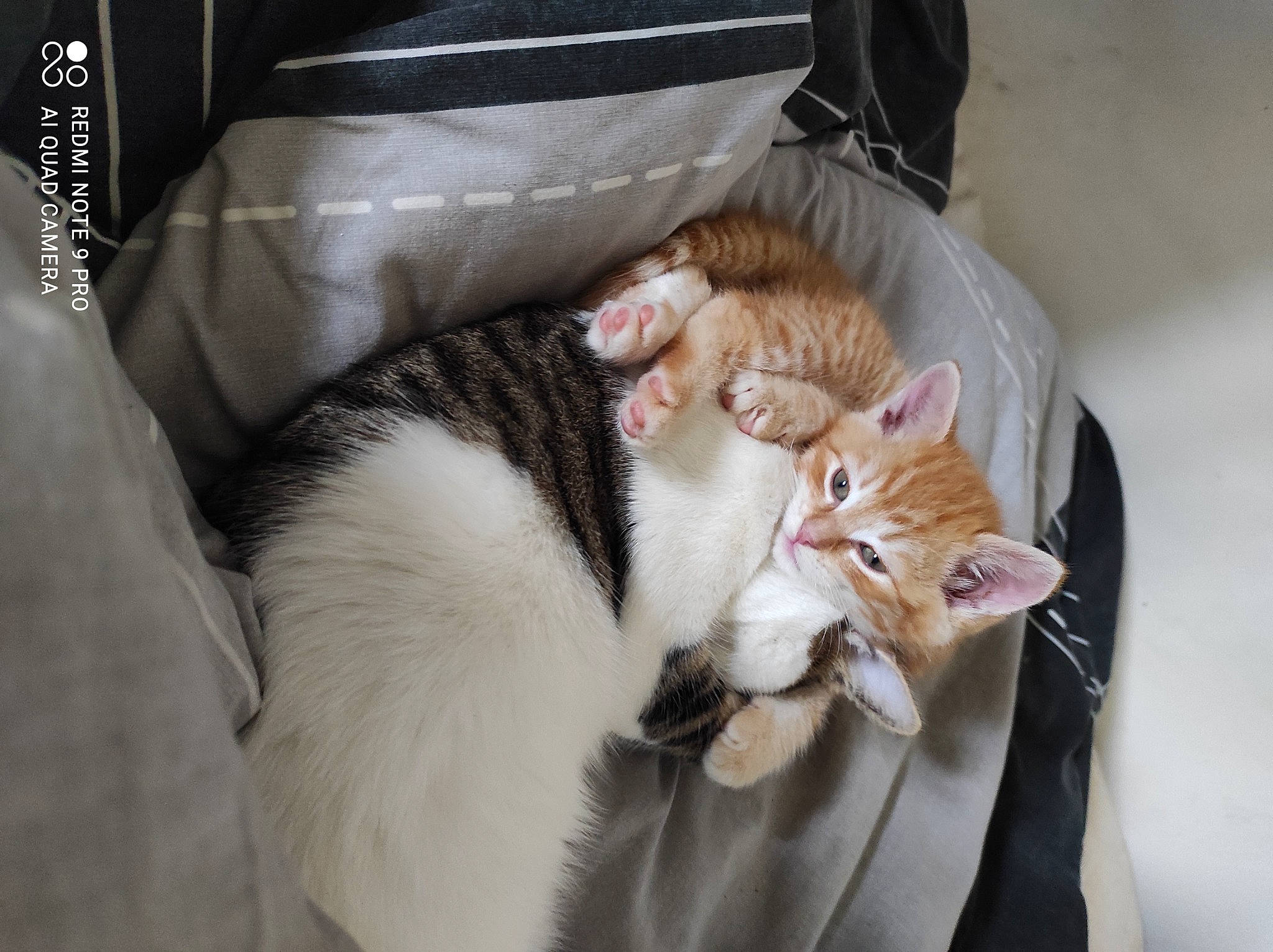 Rouky a rejoint le concours — aidez-le/la à gagner de superbes lots ! bag, box, carnivore, cat, cat_supply, claw, comfort, domestic_short_haired_cat, felidae, fur, lap, paw, sitting, small_to_medium_sized_cats, tail, whiskers