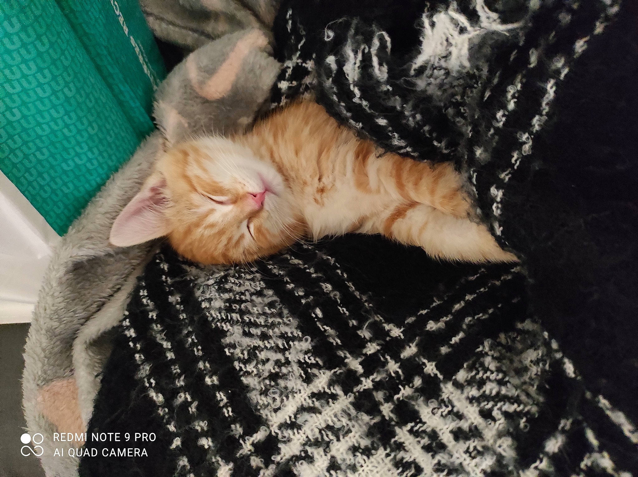 Rouky participe au concours pour gagner de l'argent avec cette photo : carnivore, cat, claw, comfort, domestic_short_haired_cat, fawn, felidae, fur, gesture, human_leg, linens, nail, nap, paw, small_to_medium_sized_cats, snout, tail, whiskers, wool, woolen