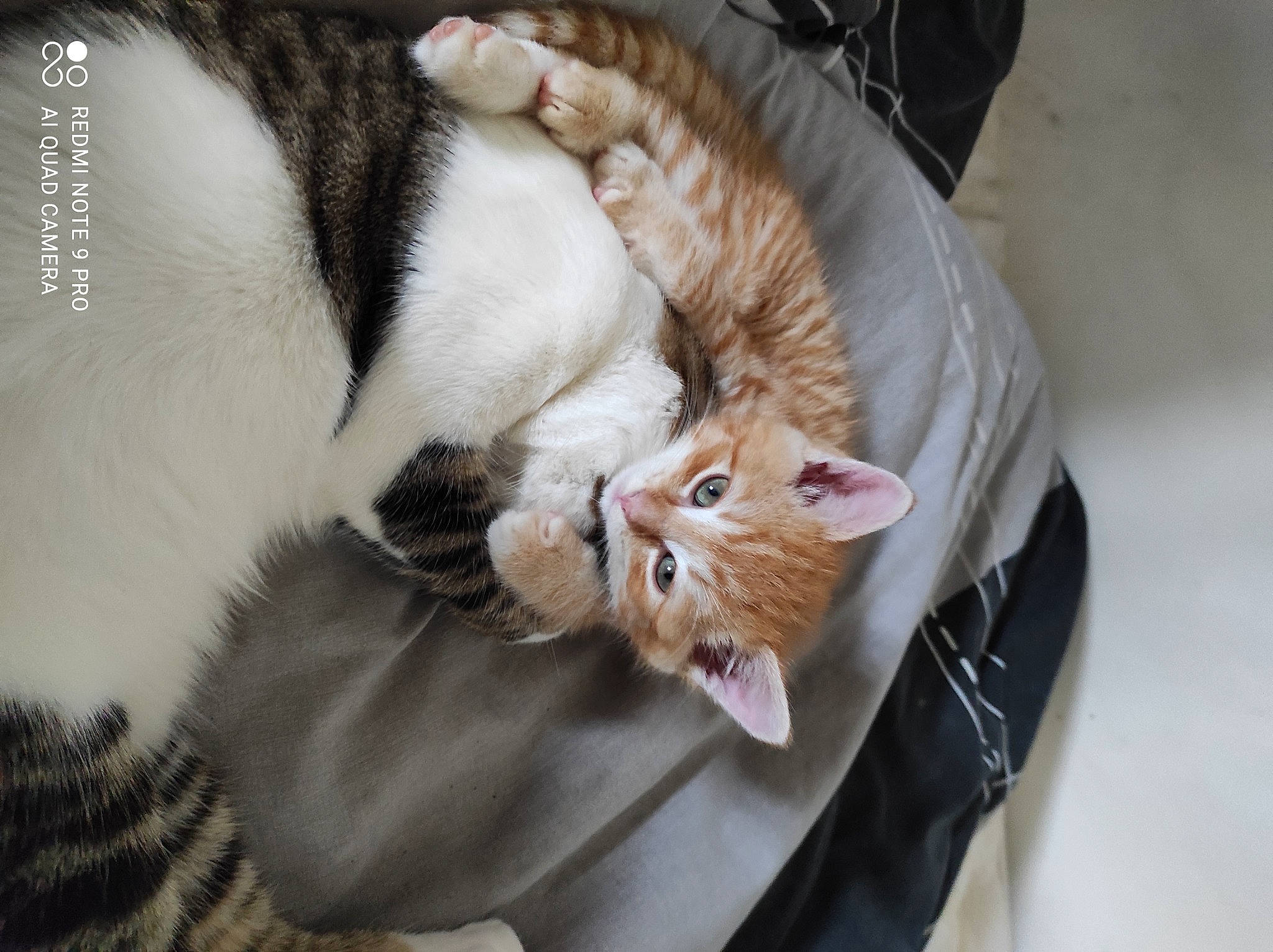 Rouky a rejoint le concours — aidez-le/la à gagner de superbes lots ! bag, carnivore, cat, cat_supply, claw, comfort, domestic_short_haired_cat, felidae, fur, nap, paw, small_to_medium_sized_cats, tail, whiskers