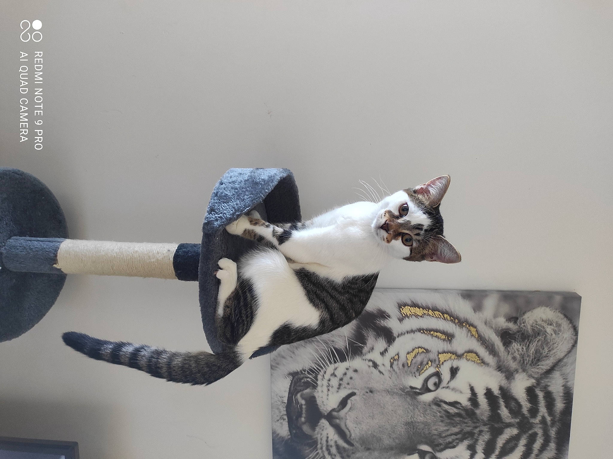 Titi a rejoint le concours — aidez-le/la à gagner de superbes lots ! art, carnivore, cat, ceramic, domestic_short_haired_cat, felidae, fur, grey, linens, metal, porcelain, room, serveware, shelf, small_to_medium_sized_cats, stuffed_toy, tail, visual_arts, whiskers, wood