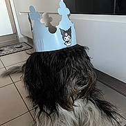 César participe au concours pour gagner de l'argent avec cette photo : dog, crown, paper_crown, indoor, tile_floor, black_and_white, shaggy, pet, animal, cute, portrait, sitting, fur, floor, calm, house, decor, cartoon, character, playful