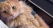 Taïki a rejoint le concours — aidez-le/la à gagner de superbes lots ! cat, orange_cat, fluffy, pet, indoor, close_up, blanket, cozy, computer_keyboard, technology, relaxed, cute, fur, paw, green_eyes, looking_at_camera, resting, domestic_animal, comfort, home