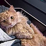 cat, orange_cat, fluffy, pet, indoor, close_up, blanket, cozy, computer_keyboard, technology, relaxed, cute, fur, paw, green_eyes, looking_at_camera, resting, domestic_animal, comfort, home
