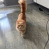 cat, ginger_cat, fluffy_tail, walking, indoor, floor, tile_floor, pet, animal, feline, curious, looking_up, whiskers, ears, tail_up, light_and_shadow, window_light, home, domestic_cat, cute