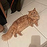 cat, ginger_cat, fluffy, indoor, floor, tiled_floor, pet, animal, feline, curious, relaxed, coat, furniture_leg, shadow, domestic, cute, whiskers, tail, paws, looking